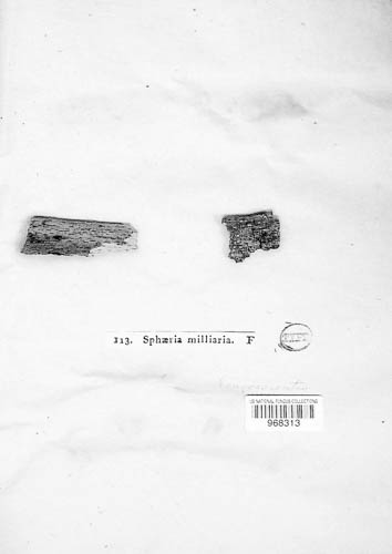 Eutypa lata image